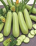 CEMEHA SEEDS - Zucchini Courgette Squash Bush Type 36 Days Non GMO Vegetable for Planting photo / $6.95 ($0.23 / Count)