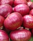 Onion RED Creole Great Heirloom Vegetable Seeds by Seed Kingdom (5,000 Seeds) photo / $12.89
