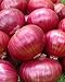 photo Onion RED Creole Great Heirloom Vegetable Seeds by Seed Kingdom (5,000 Seeds)