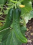 Japanese Climbing Cucumber Seeds - Tender, Crisp, and Delicious!! High yields!!!(25 - Seeds) photo / $4.99