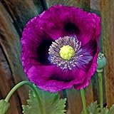 Poppy Seeds - Laurens Grape - Packet, Purple, Flower Seeds, Open Pollinated, Attracts Pollinators, Dry Area Tolerant, Container Garden, Easy to Grow Maintain photo / $5.45 ($34.06 / Ounce)