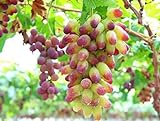 30PCS Rare Finger Grape Seeds Advanced Fruit Seed Natural Growth Grape Delicious photo / $7.99 ($0.27 / Count)