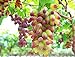 photo 30PCS Rare Finger Grape Seeds Advanced Fruit Seed Natural Growth Grape Delicious