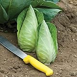 David's Garden Seeds Cabbage Caraflex 9744 (Green) 25 Non-GMO, Hybrid Seeds photo / $3.95