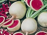 Radieschen - Radies - Winterradieschen - Wassermelone (100 Samen) foto / 2,15 € (0,02 € / stück)