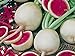 foto Radieschen - Radies - Winterradieschen - Wassermelone (100 Samen)