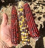 20 Graines de rare Maïs: Multicolor Fiesta et Rouge Strawberry photo / 11,99 €