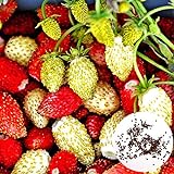 1 Beutel Erdbeer samen hohe Keimrate leicht zu wachsen einfach, kompakte und praktische gemischte rote kletternde Erdbeer samen für den Garten zu Hause Erdbeer samen Eine Größe foto / 0,01 €