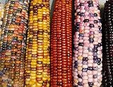 Mountain Indian Corn Seeds for Planting Outdoors, 100+ Rainbow Corn Seeds ( Mixed Painted Mountain Indian Corn ), Rainbow Corn Seeds, Ornamental Corn photo / $10.96 ($0.11 / Count)