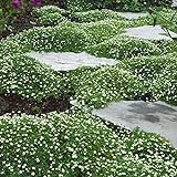 Outsidepride Irish Moss Ground Cover Plant Seed - 10000 Seeds photo / $9.99 ($0.00 / Count)