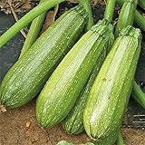 Grey Zucchini Squash Seeds | Mexican Gray Calabacita Summer Courgette Kousa / 20 Seeds by OrginBud photo / $10.20