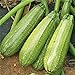 photo Grey Zucchini Squash Seeds | Mexican Gray Calabacita Summer Courgette Kousa / 20 Seeds by OrginBud