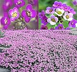 BIG PACK - (60,000+) Alyssum Royal Carpet Seeds - Fragrant Lobularia maritima - Attracts Honey Bees, Butterfly - Ground Cover for Zones 3+ Flower Seeds By MySeeds.Co (Big Pack - Alyssum Royal Carpet) photo / $13.95 ($0.00 / Count)