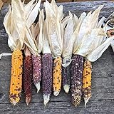 Semillas de maíz, 1 bolsa de semillas de maíz fáciles de producir semillas de maíz de jardín coloridas y nutritivas para plantar al aire libre foto / 0,01 €