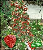 BALDUR Garten Kletter-Erdbeere 'Hummi®', 3 Pflanzen Fragaria Erdbeerbäumchen schnellwachsende Klettererdbeeren, selbstfruchtend foto / 11,95 €