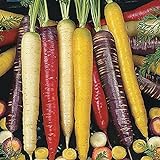Oce180anYLVUK Karottensamen, 500 Stück Beutel GVO-freie Karottensamen, Gefüllt Mit Kohlenhydraten Bunte, Knusprige, Fantastische Erbstücksamen Für Den Garten Karottensamen foto / 2,48 €
