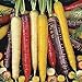 foto Oce180anYLVUK Karottensamen, 500 Stück Beutel GVO-freie Karottensamen, Gefüllt Mit Kohlenhydraten Bunte, Knusprige, Fantastische Erbstücksamen Für Den Garten Karottensamen