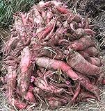 Red Mangel Mammoth Beet Seeds for Fodder or Survival Giant Up to 15 LB! 311C (1500 Seeds, or 1 oz) photo / $9.79