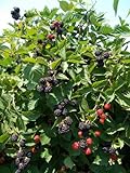 BlackBerry Triple Crown Plants-Garden- Fruit-Thorn-Less-Live Plant-6pk by Grower's Solution photo / $49.95 ($8.32 / Count)