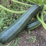 Coucourzelle Zucchini Samen für ca. 10 Pflanzen - gestreifte Früchte, ertragreich foto / 1,69 € (0,17 € / stück)