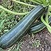foto Coucourzelle Zucchini Samen für ca. 10 Pflanzen - gestreifte Früchte, ertragreich