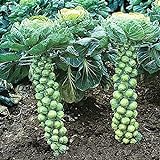 NIKA SEEDS - Vegetable Brussels Sprout Cabbage Green (Possible to Grow Indoor) - 150 Seeds photo / $6.95 ($0.05 / Count)