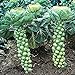 photo NIKA SEEDS - Vegetable Brussels Sprout Cabbage Green (Possible to Grow Indoor) - 150 Seeds