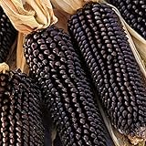 Maissamen für Pflanzen, 1 Beutel Mais-Samen natürlich frisch leicht rustikal Maissamen für Garten – Schwarze Maissamen foto / 2,39 €