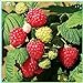 photo Fruit Plant Seeds 200+ Raspberry Seeds Bare Root Plants - All Season Collection