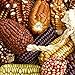 foto Maissamen,Hoher Mais,Großer Mais,,Seltener Mais,Leicht zu keimen-60 PCS,d