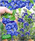 BALDUR Garten Trauben-Heidelbeere 'Reka® Blue', 1 Pflanze, Blaubeeren Heidelbeeren Pflanze, Vaccinium corymbosum reichtragend foto / 9,95 €