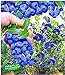 foto BALDUR Garten Trauben-Heidelbeere 'Reka® Blue', 1 Pflanze, Blaubeeren Heidelbeeren Pflanze, Vaccinium corymbosum reichtragend