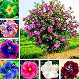 Semillas para plantar, 300pcs/Bag Semillas de Hibiscus Magnífica Forma Gigante Mezcla Color Rústico Semillas de Flores para Balcón - Hibiscus Seeds# foto / 2,04 €