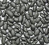 Bean Seed, Black Turtle Bush Bean, Heirloom, Non GMO, 100 Seeds, Terrific Black Beans photo / $3.99