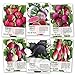photo Seed Needs, Multicolor Radish Seed Packet Collection (6 Individual Packets) Non-GMO Seeds