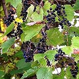 Wild Grape Vine Seeds (Vitis riparia) 10+ Michigan Wild Grape Seeds in FROZEN SEED CAPSULES for The Gardener & Rare Seeds Collector, Plant Seeds Now or Save Seeds for Years photo / $14.95