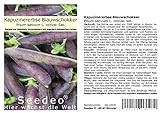 Seedeo® Kapuzinererbse 'Blauwschokker' (Pisum sativum L. convar. sat.) ca. 100 Samen BIO foto / 2,95 €