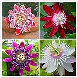 50pcs Passion Flower Seeds Garden Rare Passiflora Incarnata Potted Plants Seeds photo / $9.00 ($0.18 / Count)