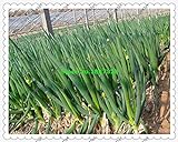 fistulosum 500pcs Allium, en macetas semillas de cebolla china, cebolla de verdeo Semillas -Cuatro Vegetable Seeds temporada de siembra para jardín foto / 14,98 €