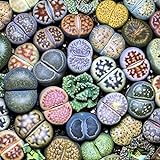 Semillas para plantar, 100 piezas de piedras de vida rara de Lithops para plantas suculentas, jardín, bonsái, decoración de balcón, semillas suculentas foto / 1,50 €