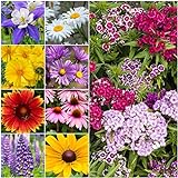 Seed Needs, Butterfly Attracting All Perennial Wildflower Mixture, 30,000 Seeds Bulk Package (99% Pure Live Seed) photo / $11.99 ($0.00 / Count)