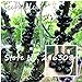 foto Semillas de plantas ornamentales Plinia cauliflora Semillas 100 piezas de fruta familia Myrtaceae Jabuticaba Novel planta brasileña semillas de árboles de uva