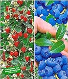 BALDUR Garten Beeren-Kollektion, 4 Pflanzen Klettererdbeere und Heidelbeere Reka foto / 20,85 €