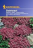 Sperli Blumensamen Steinkraut Alyssum, violett, grün foto / 2,01 €