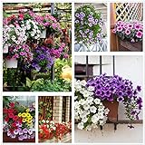Petunia Seeds80000+Pcs 'Colour-Themed Collection'(Rainbow Colors) Perennial Flower Mix Seeds,Flowers All Summer Long,Hanging Flower Seeds Ideal for Pot photo / $10.88