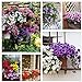 photo Petunia Seeds80000+Pcs 'Colour-Themed Collection'(Rainbow Colors) Perennial Flower Mix Seeds,Flowers All Summer Long,Hanging Flower Seeds Ideal for Pot
