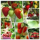 Red Strawberry Climbing Strawberry Fruit Plant Seeds Home Garden New 300 pcs photo / $10.88
