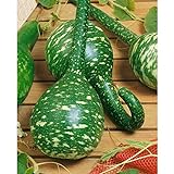 Long Handle Dipper Gourd Seeds for Planting - 20 Seeds photo / $8.28 ($0.41 / Count)