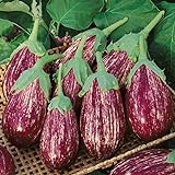 David's Garden Seeds Eggplant Shooting Stars 1315 (Purple) 50 Non-GMO, Heirloom Seeds photo / $4.45
