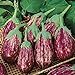 photo David's Garden Seeds Eggplant Shooting Stars 1315 (Purple) 50 Non-GMO, Heirloom Seeds